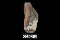 藏品(雲雀殼菜蛤)的圖片